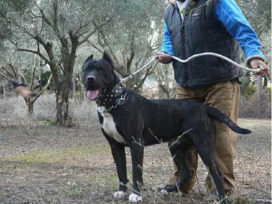 PRESA CANARIO